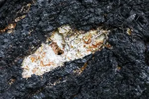 Russian Wildlife Images Drucke: Marco image of an insect