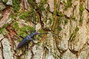 German Wildlife Fauna Images Drucke: Marco image of an insect