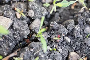 Marco ist ein Insektbild.