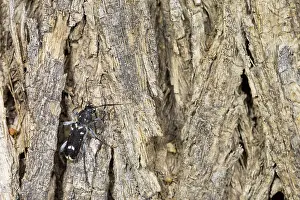 April Drucke: Marco ist ein Insektenbild.