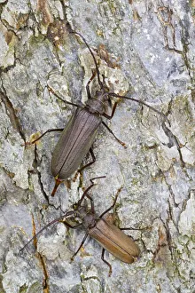 Marco image of an insect