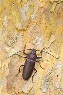 German Wildlife Photos Drucke: Marco image of an insect