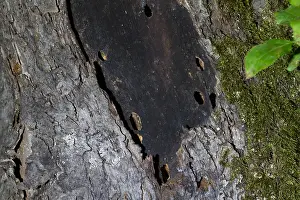 Marco image of an insect