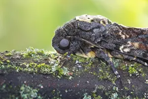 German Wild Animals Photos Drucke: Marco image of an insect