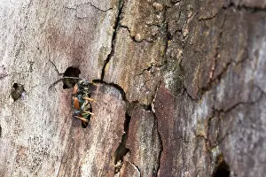Marco ist ein Insektenbild.