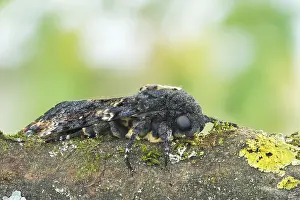 Bilder Datiert 15. September 2017: Marco ist ein Bild eines Insekts.