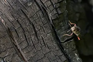 Russian Wildlife Drucke: Marco image of an insect