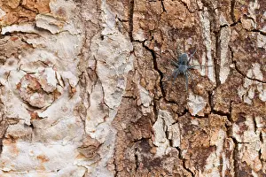 German Nature Images Drucke: Marco image of an insect