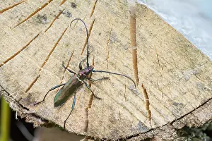 Germany Wildlife Images Drucke: Marco image of an insect