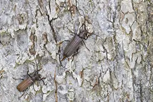 Germany Wildlife Images Drucke: Marco image of an insect
