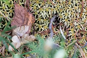 Wildlife In Russia Drucke: Marco image of an insect