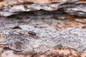 Bilder Datiert 18. Juni 2019: Marco-Bild eines Insekts.