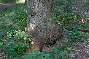 Marco-Bild eines Insekts.