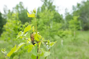 Bilder Datiert 21. Juni 2019: Marco ist ein Bild eines Insekts.