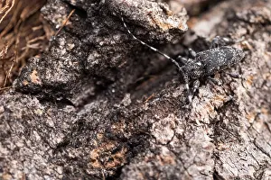Bilder Datiert 17. Juni 2019: Marco ist ein Bild eines Insekts.