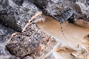 Wildlife In Russia Drucke: Marco image of an insect
