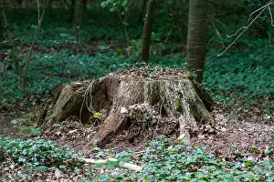 August Drucke: Marco ist ein Insekt.