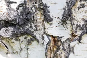 Marco ist ein Bild eines Insekts.