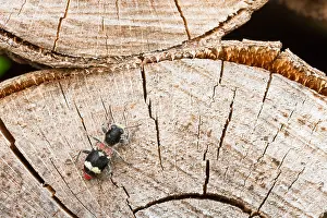 Outdoor Wildlife Photography Tips Drucke: Marco image of an insect