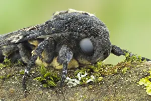 Bilder Datiert 15. September 2017: Marco ist ein Bild eines Insekts.
