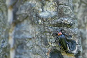 Russian Wildlife Images Drucke: Marco image of an insect