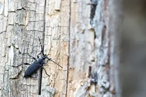 Marco ist ein Bild eines Insekts.