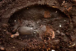Bilder Datiert 20. Juli 2015: Marco ist ein Insektbild.