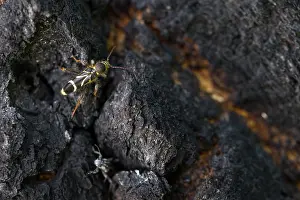 Bilder Datiert 19. Juni 2019: Marco-Bild eines Insekts.