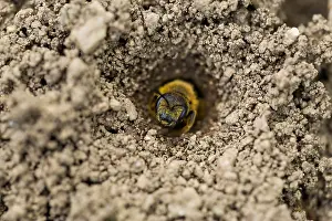 German Wildlife Nature Images Drucke: Marco image of an insect