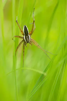 Marco-Bild eines Insekts.