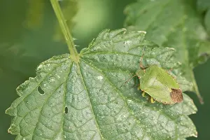 Bilder Datiert 25. August 2019: Marco ist ein Insekt.