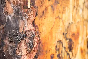 Wildlife Photography Russia Drucke: Marco image of an insect