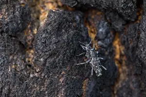 Russian Wildlife Images Drucke: Marco image of an insect