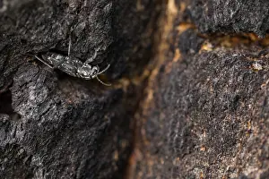 Bilder Datiert 19. Juni 2019: Marco ist ein Bild eines Insekts.