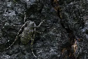 Marco ist ein Insektenbild.