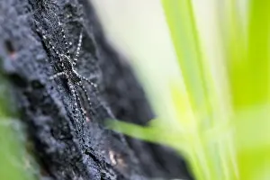 Asian Wildlife Images Drucke: Marco image of an insect