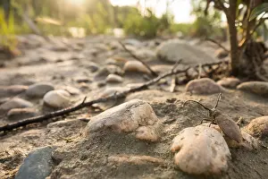 Russian Wildlife Drucke: Marco image of an insect