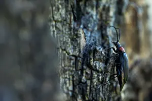 Bilder Datiert 19. Juni 2019: Marco ist ein Insektens Bild.
