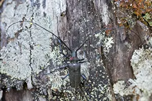 Gerahmter Druck : Marco-Bild eines Insekts. Gerahmter Druck : Marco-Bild eines Insekts.