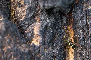 Wildlife In Russia Drucke: Marco image of an insect
