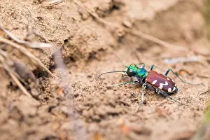 Asia Nature Photography Drucke: Marco image of an insect
