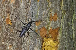 German Wildlife Fauna Images Drucke: Marco image of an insect