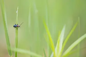 Russian Nature Photography Drucke: Marco image of an insect