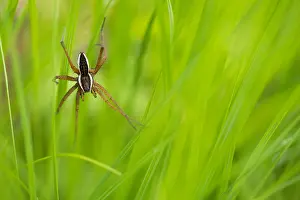 Asian Wildlife Images Drucke: Marco image of an insect
