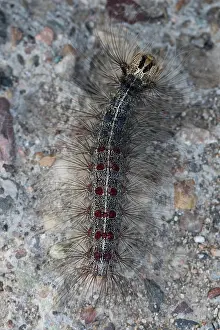 Lymantria Dispar Drucke: Marco image of an insect