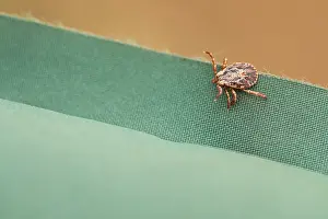 Russian Wildlife Photography Drucke: Marco image of an insect