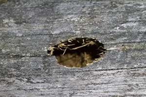 Germany Wildlife Images Drucke: Marco image of an insect