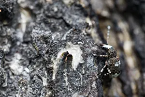 Marco ist ein Bild eines Insekts.