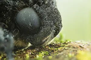 Wildlife Insects Drucke: Marco image of an insect