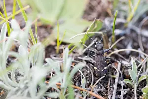 Bilder Datiert 5. Juni 2019: Marco ist ein Insektbild.